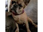 French Bulldog Puppy for sale in Port Richey, FL, USA