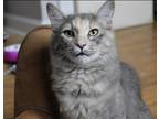 Adopt Tranquility a Calico or Dilute Calico Domestic Shorthair (short coat) cat