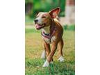 Adopt Rylee a Tan/Yellow/Fawn Beagle / Terrier (Unknown Type