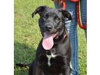 Adopt Ronnie/ADOPTED a Black - with White Labrador Retriever / Mixed Breed