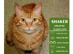 Adopt Shaker a Orange or Red Tabby Domestic Shorthair cat in Arlington