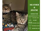 Adopt Jolene a Tiger Striped Domestic Shorthair cat in Arlington, WA (39145283)