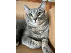 Adopt (ca) Damone a Domestic Shorthair / Mixed (short coat) cat in Fargo
