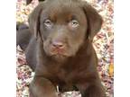 Labrador Retriever Puppy for sale in Linden, TN, USA