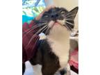 Adopt Babybel a Domestic Shorthair / Mixed (short coat) cat in Fall River