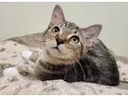 Adopt Dahlia a Domestic Shorthair / Mixed (short coat) cat in Fremont
