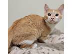 Adopt Simba a Domestic Shorthair / Mixed (short coat) cat in Fremont