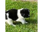 Newfoundland Puppy for sale in Trappe, MD, USA