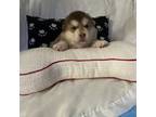 Alaskan Malamute Puppy for sale in Opelika, AL, USA