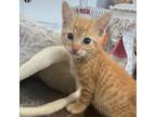 Adopt Mr. Summer a Orange or Red Tabby Domestic Shorthair (short coat) cat in