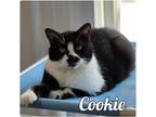 Adopt Cookie a Domestic Mediumhair / Mixed (short coat) cat in Pierceton