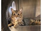 Adopt Raya a Domestic Longhair / Mixed (short coat) cat in Cottonwood