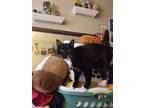 Adopt Bernice (Boots) a Black & White or Tuxedo Domestic Shorthair / Mixed cat