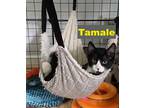 Adopt Tamale (FCID# 08/08/2023-116) a Black & White or Tuxedo Domestic Shorthair