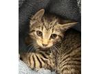 Adopt Polka a Domestic Shorthair / Mixed cat in Sheboygan, WI (39025947)