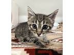 Adopt Dot a Domestic Shorthair / Mixed cat in Sheboygan, WI (39025946)