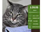 Adopt Louis a Gray or Blue Domestic Shorthair cat in Arlington, WA (39145297)