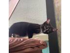 Adopt Zuzu a All Black Domestic Shorthair / Mixed cat in Riverside