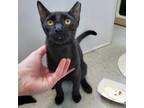 Adopt Chili Cheese Fry a Gray or Blue Domestic Shorthair / Mixed cat in Austin