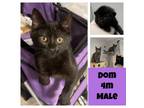 Adopt Dom a All Black Domestic Shorthair / Mixed cat in West Olive