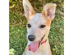 Adopt CANOODLE a Brown/Chocolate Australian Cattle Dog / Mixed Breed (Medium) /