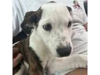 Adopt Gala a White - with Tan, Yellow or Fawn Mixed Breed (Large) / Mixed dog in