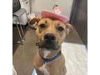Adopt Clementine a Tan/Yellow/Fawn Hound (Unknown Type) / Terrier (Unknown Type