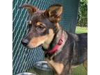 Adopt Olivia a Black German Shepherd Dog / Rottweiler / Mixed dog in Lakeland