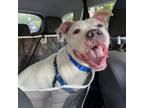 Adopt Leelo a White - with Tan, Yellow or Fawn Pit Bull Terrier / Mixed dog in