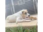 Adopt Blossom a White - with Tan, Yellow or Fawn Labrador Retriever / Mixed dog