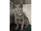 Adopt Lil Miss a Domestic Shorthair / Mixed cat in Osage Beach, MO (38983391)