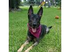 Adopt Laila a Black Belgian Malinois / Mixed dog in Fort Lauderdale