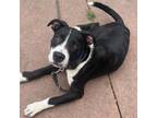 Adopt Pepsi a Black Border Collie / Pit Bull Terrier / Mixed dog in Wadena