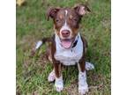 Adopt Sydney a Brown/Chocolate Mixed Breed (Medium) / Mixed dog in Raleigh