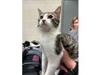 Adopt Kenickie a Tan or Fawn Domestic Shorthair / Mixed cat in Wichita