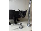 Adopt Dagger a All Black Domestic Shorthair / Mixed cat in Wichita