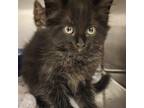 Adopt Vivian a All Black Domestic Longhair cat in Burlington, IA (39016650)