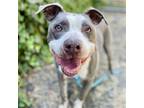 Adopt Peezy a American Pit Bull Terrier / Mixed dog in Oakland, CA (39042195)