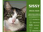 Adopt Sissy a Calico or Dilute Calico Domestic Shorthair cat in Arlington