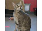 Adopt Flint a Gray or Blue Domestic Shorthair / Mixed cat in Lakewood
