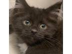 Adopt Patricia 16047 a All Black Domestic Longhair / Mixed cat in Washington