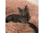 Adopt Autumn's Kitten Latte 16057 a Gray or Blue Domestic Shorthair / Mixed cat