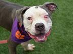 Adopt Grimace a Mixed Breed (Large) / Mixed dog in Brooklyn, NY (39053985)