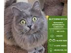 Adopt Butterscotch a Gray or Blue Domestic Longhair cat in Arlington