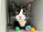 Adopt Fuego a Domestic Shorthair / Mixed cat in New York, NY (39062014)