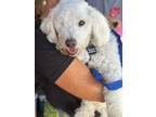 Adopt JoJo a White Bichon Frise / Mixed dog in Costa Mesa, CA (37052238)