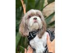 Adopt Milo a Brown/Chocolate - with White Shih Tzu / Mixed dog in Costa Mesa