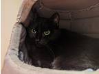 Adopt Salem a Domestic Shorthair / Mixed cat in Concord, NH (39052578)