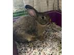 Adopt Rabbit De Niro a Other/Unknown / Mixed rabbit in Lincoln, NE (39050827)