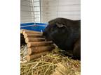 Adopt Dani a Guinea Pig small animal in Lincoln, NE (39030140)